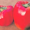 Capsicum Chinese Giant